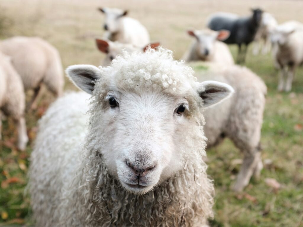 Confused looking cute sheep