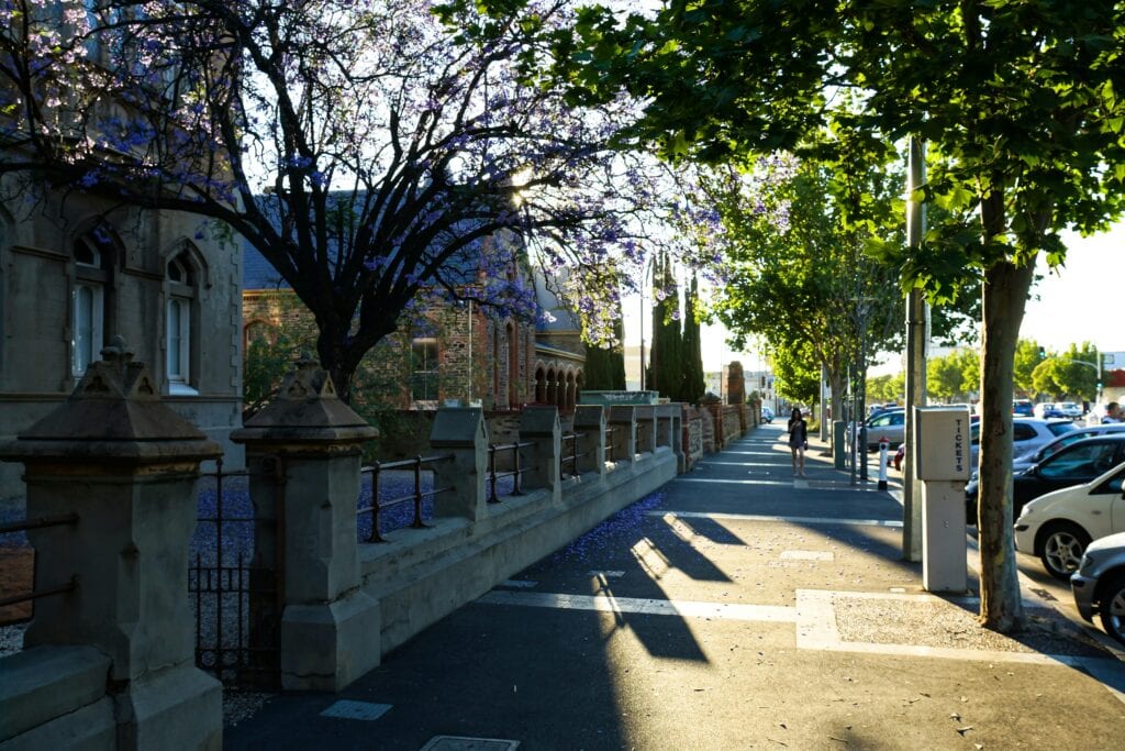 Residential street lined with trees in Adelaide